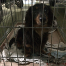 動物達にマナーと愛情のある里親さんお預かりさん募集 - 日立市