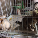 動物達にマナーと愛情のある里親さんお預かりさん募集 - 犬