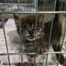 動物達にマナーと愛情のある里親さんお預かりさん募集 − 茨城県