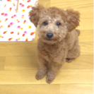 8ヶ月の雄トイプードルです。生涯可愛がって下さる方お願いします。の画像