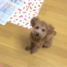8ヶ月の雄トイプードルです。生涯可愛がって下さる方お願いします。 - 福岡市