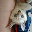 ２ヶ月ちょっとの子猫です🎵