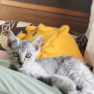 可愛いサバ白子猫 里親募集中！