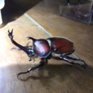 カブトムシ(オス、メス)クワガタ(オス、メス)の画像