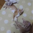 お目目くりくりの猫ちゃん達です^ ^