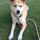 犬のお世話