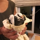 ありがとうございます里親様決定いたしました