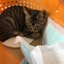 生後三ヶ月〜四ヶ月の猫
