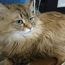 大事に育てていただける里親さんを募集