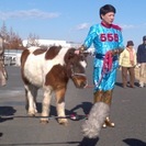 馬の世話、馬のイベント出張等の画像