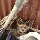 里親募集(*・∀・*)ノ１ヶ月子猫