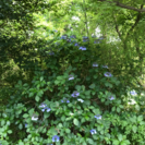 イングリッシュ☆カフェ