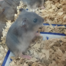 生後1ヶ月のブルーサファイア（♂）です