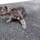 隻眼のアメショー柄