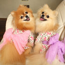 犬用浴衣の画像