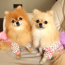 犬用浴衣の画像