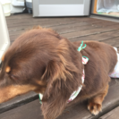 里親を探しています。