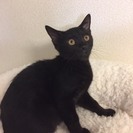 3カ月半　抱っこでゴロゴロ性格良♀黒猫みまちゃん