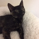 3カ月半　おっとりゴロゴロ♀サビ猫ひなちゃん