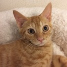 3カ月半　甘々ゴロゴロ♂茶トラ猫ともくん