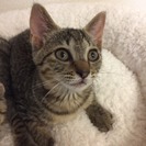 3カ月　性格良しの美形♀キジトラ猫サザエちゃん