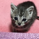 保健所に連れていかれるところを引き取りました。2ヶ月です！甘えん...
