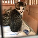 2ヶ月ちょっとのキジ、キジ白の男の子の兄弟里親募集
