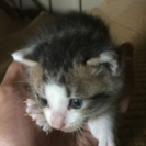 おかげさまで里親さん決まりました！