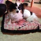【一時募集停止】可愛いお顔のパピヨンちゃん
