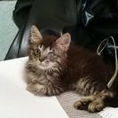 長毛ｷｼﾞﾄﾗ２ヶ月♂