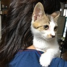 白キジちゃん女の子 - 昭島市