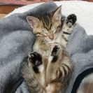 地元のお友達をさがしています。