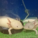 ミミズを探しています