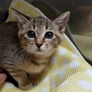 ２カ月 おめめキラクリ超絶美少女♀キジトラ めるちゃん