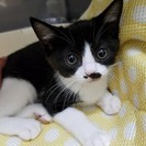 ２カ月 個性的なお顔が愛らしい♀白黒ハチワレ ぷりちゃん