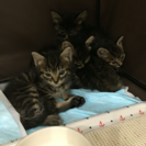 キジトラ五つ子ちゃん