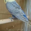 荒鳥のセキセイインコ(オス)