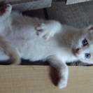 ２ヶ月の女の子