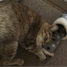 とても人懐っこい猫🐱