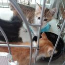 子猫もらってください