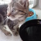 子猫もらってください − 茨城県