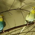 親子インコちゃん