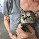 ちょっとビビりなキジトラちゃん - 日進市