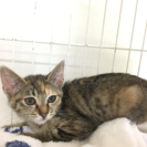ちょっとビビりなキジトラちゃん - 猫