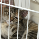 ちょっとビビりなキジトラちゃん − 愛知県