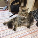長毛のアトムくん - 猫