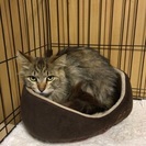 長毛のアトムくん − 兵庫県