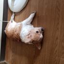 チワワかな？