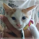 生後１ヶ月の茶白子猫ちゃん