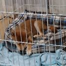 柴犬好きさんのためのグループ！